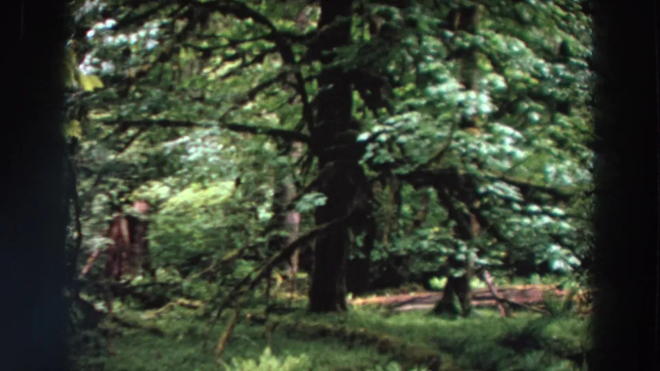 1964 Washington home-movie frame showing a deep green forest view with dark trunks, hanging branches, and muted 8mm color.