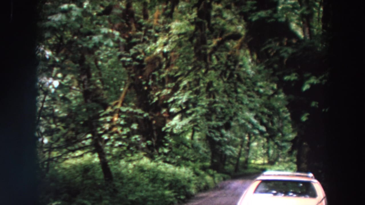 Pale station wagon partly visible ahead on a narrow road through dense green forest.