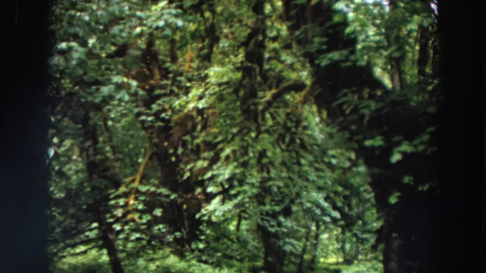 1964 Washington 8mm frame where the vehicle is mostly out of view and the forest road is framed by mossy trunks and foliage.