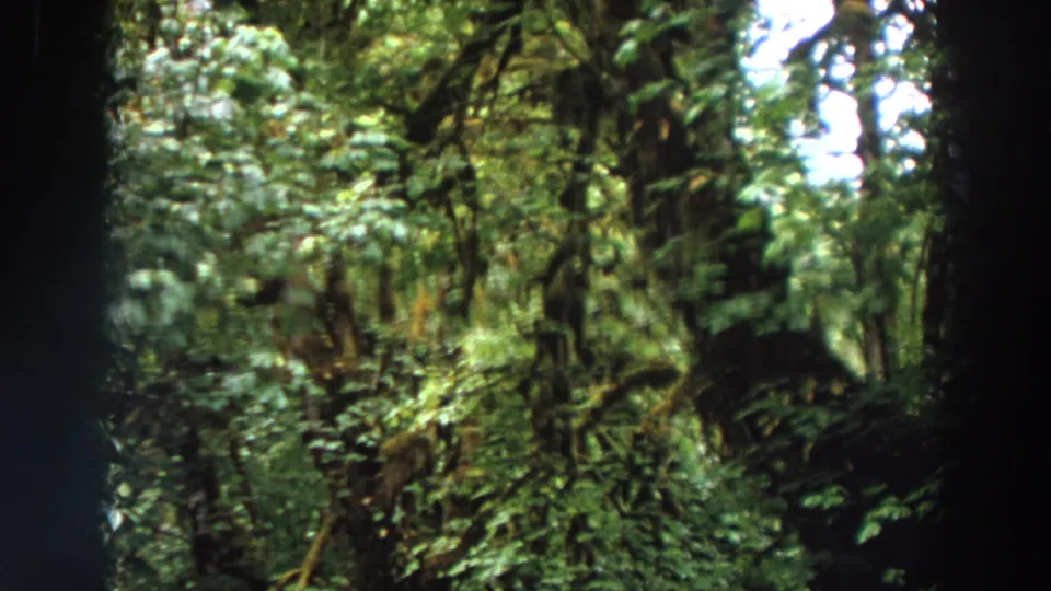 1964 Washington home-movie frame showing dense green woods, moss-covered branches, and a narrow road partly visible to the side.