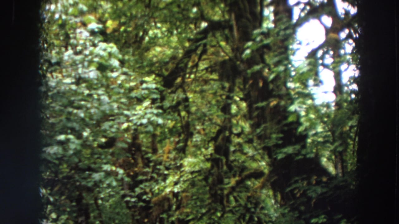 Dense green forest with tree trunks, leafy branches, and undergrowth.
