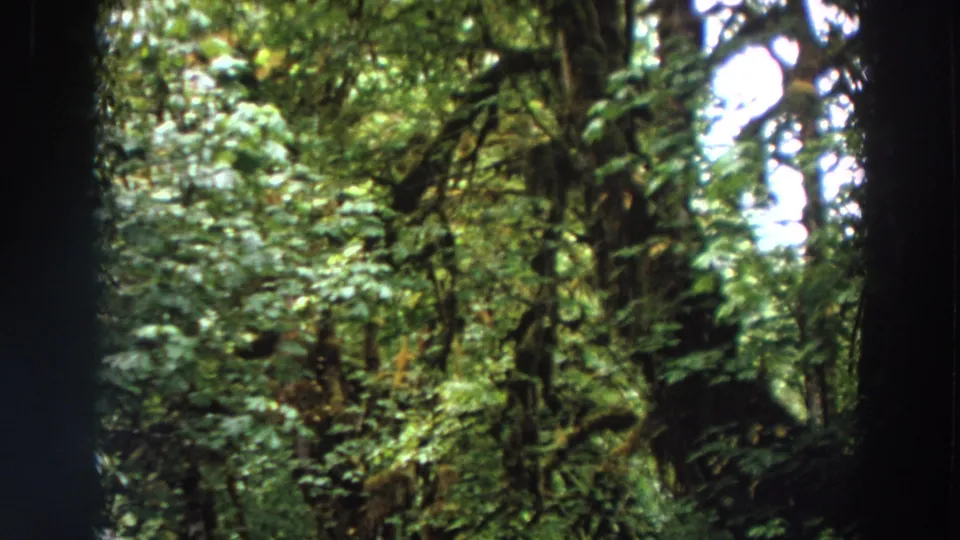 1964 Washington 8mm frame showing a dense forest view with tall trunks, leafy canopy, and shaded green undergrowth.
