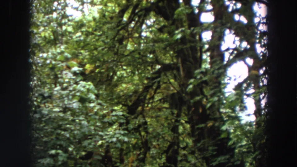 1964 Washington forest frame with a dark tree trunk centered among leafy branches and dense green growth.