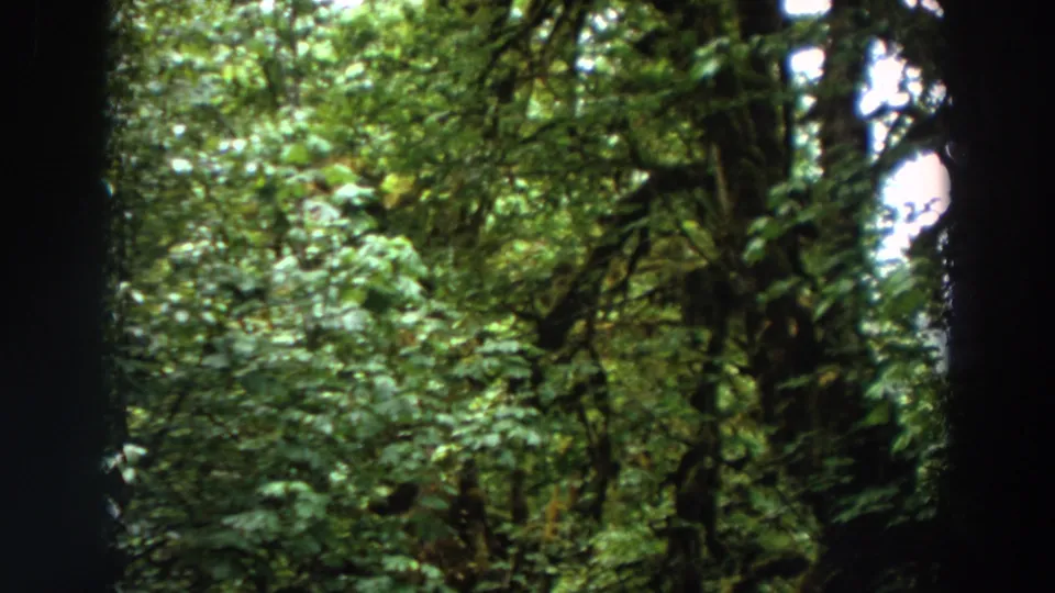 1964 Washington 8mm frame showing a close view of forest shrubs, tangled branches, and shaded tree trunks.