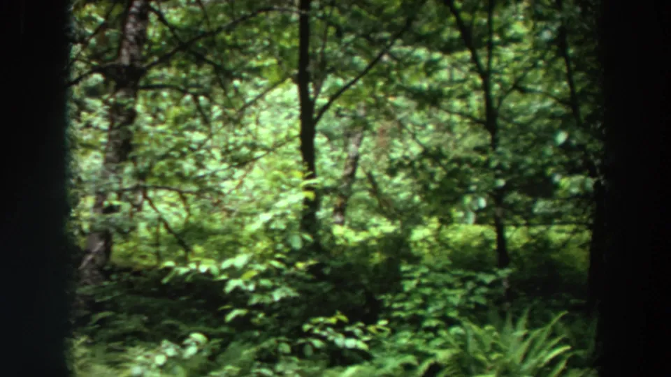 1964 Washington forest frame showing a greener opening with shrubs, thin trunks, and leafy canopy above the forest floor.