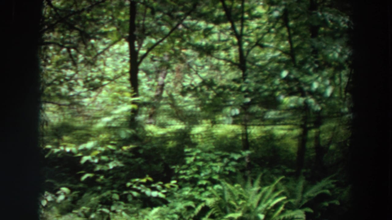 1964 Washington home-movie frame showing shaded forest growth, tall tree trunks, and bright green ferns under a leafy canopy.