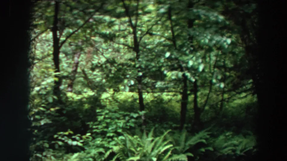1964 Washington forest view with layered tree branches, dense green undergrowth, and ferns seen through soft 8mm film texture.