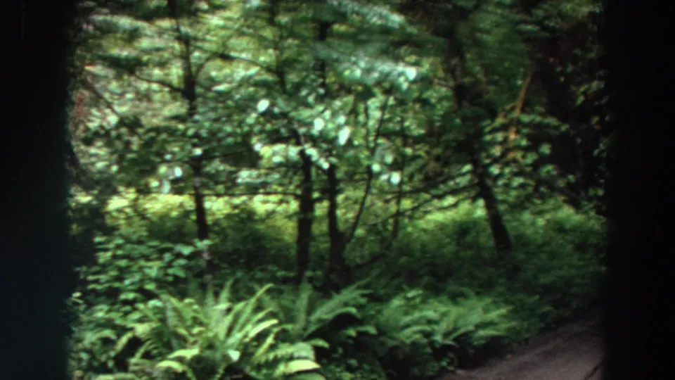 1964 Washington home-movie frame showing ferns, dark tree trunks, and lush forest vegetation from a roadside or trail viewpoint.