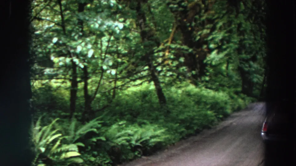 1964 Washington forest road scene with ferns and trees along a narrow dirt or clay road, plus a partial stopped car at the right edge.