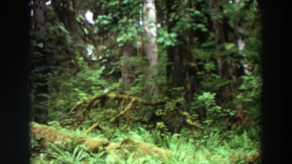 A Washington forest view on 8mm film shows mossy undergrowth, ferns, and tall trees after the car has passed from view.