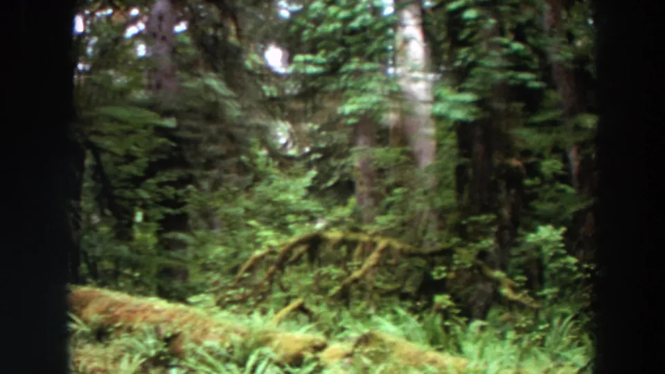 The final 1964 Washington forest frame shows thick ferns, moss-covered ground, and layered tree trunks in soft 8mm color.