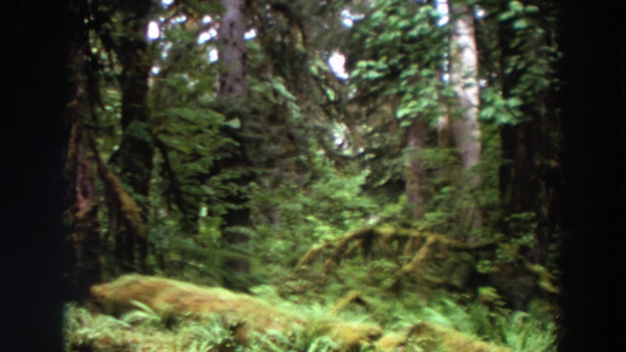 1964 Washington 8mm frame showing a moss-covered log, ferns, and tall evergreen trunks in a shaded forest.
