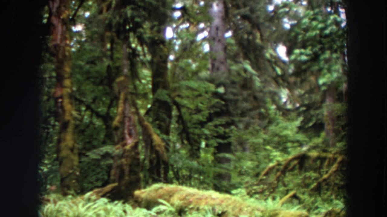 Evergreen forest with mossy log, trunks, and dense undergrowth.