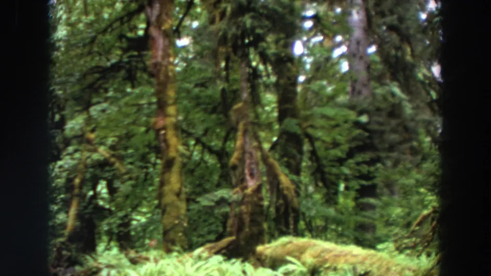 1964 Washington 8mm frame showing tall woodland trunks, moss, ferns, and soft green forest growth.
