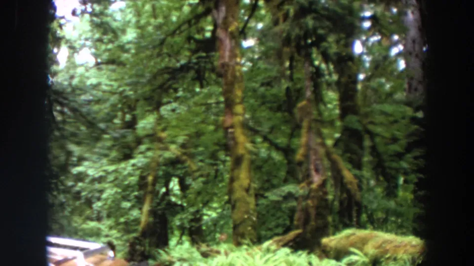 1964 Washington 8mm frame with evergreen trunks, a moss-covered log, ferns, and a small bright object near the lower edge.