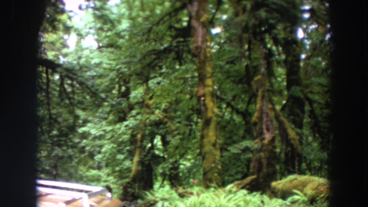 Forest view with mossy trees, green foliage, dark frame edges, and a partial bridge rail.