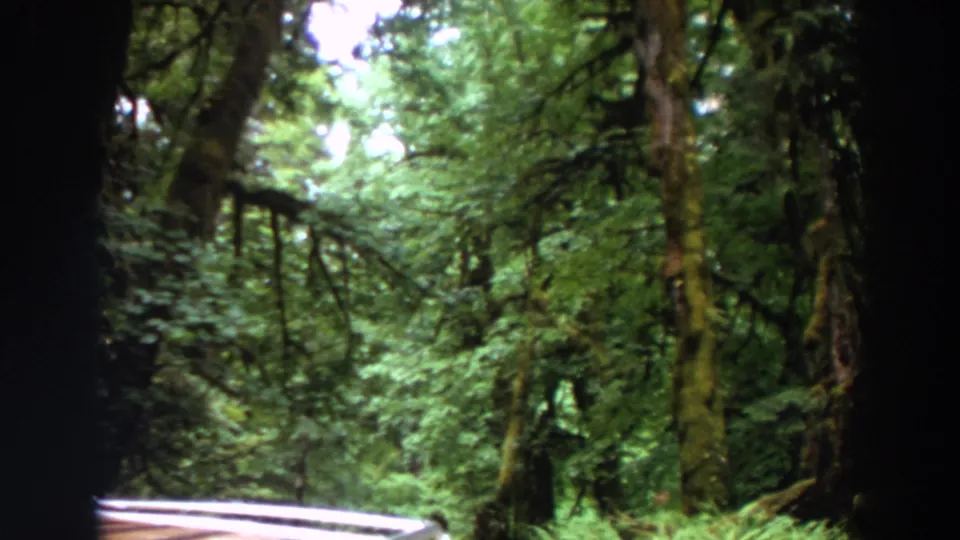 1964 Washington home-movie frame of dense forest greenery, moss-covered trees, and a small section of bridge railing near the bottom edge.