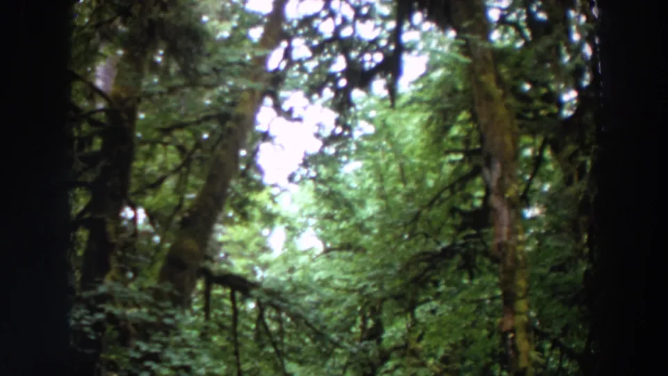 1964 Washington 8mm frame looking into a mossy forest canopy with bright sky breaks, soft focus, and dark border shapes.
