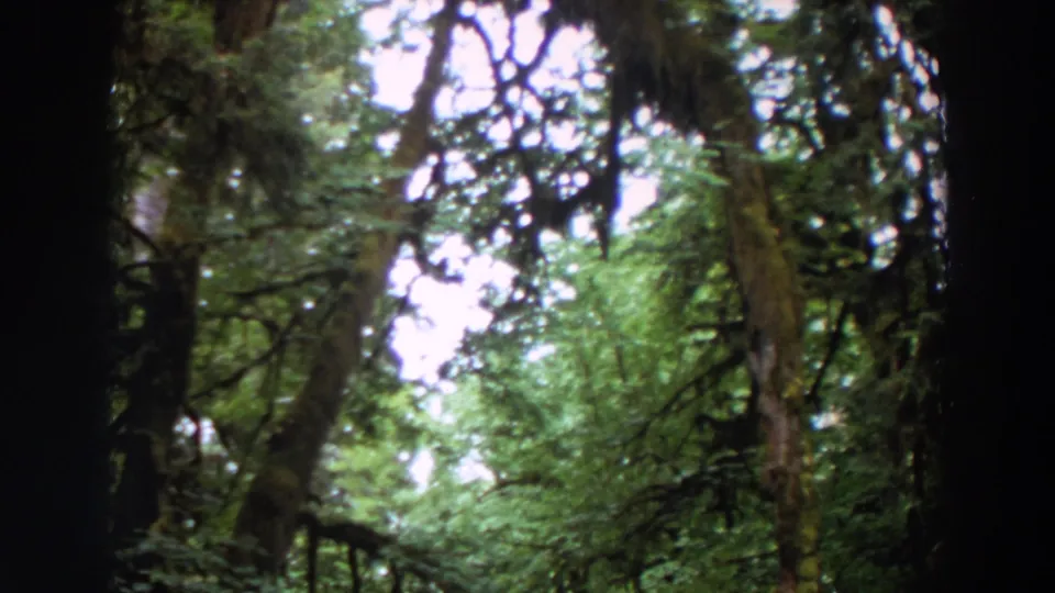1964 Washington home-movie frame of green forest canopy, moss-covered trunks, and overexposed sky openings framed by dark edges.