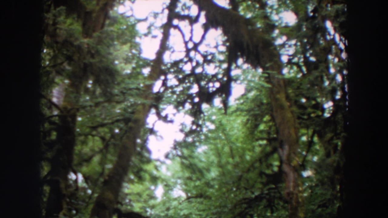 Upward view of forest canopy with dark tree trunks, mossy branches, green leaves, and bright sky gaps.