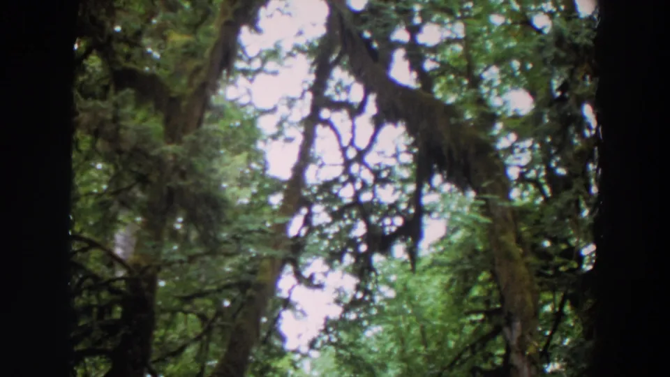 1964 Washington forest view from below, centered on a dark trunk with mossy limbs and leafy canopy around bright sky openings.