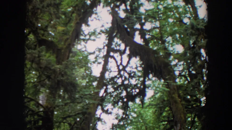 Vintage 8mm Washington canopy frame showing moss-covered limbs and green foliage seen from a hiker's upward perspective.