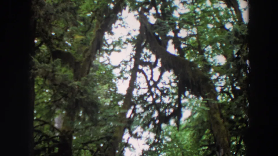 1964 Washington 8mm view upward through mossy trees, with dark trunks framing green foliage and blown-out sky gaps.