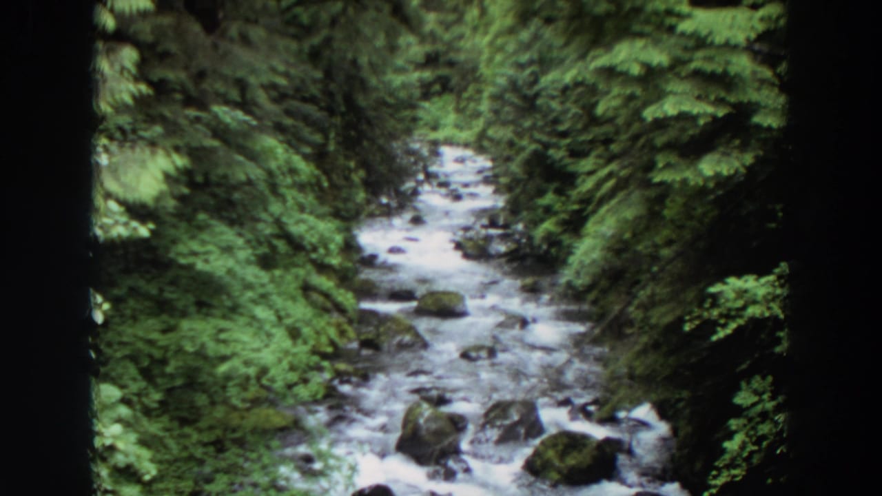 Rocky forest stream flowing toward the camera between dense green banks.