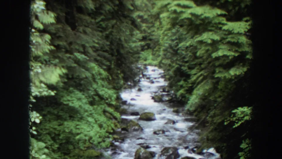 1964 Washington home-movie view of a creek channel bordered by evergreen foliage and shadowed banks.