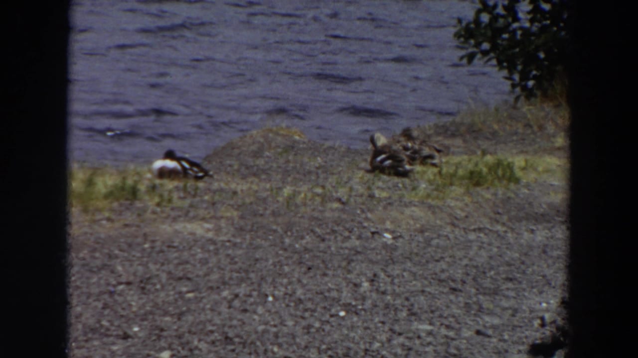 1964 Washington 8mm frame showing ducks on a gravelly lakeshore with water behind them and dark film borders.