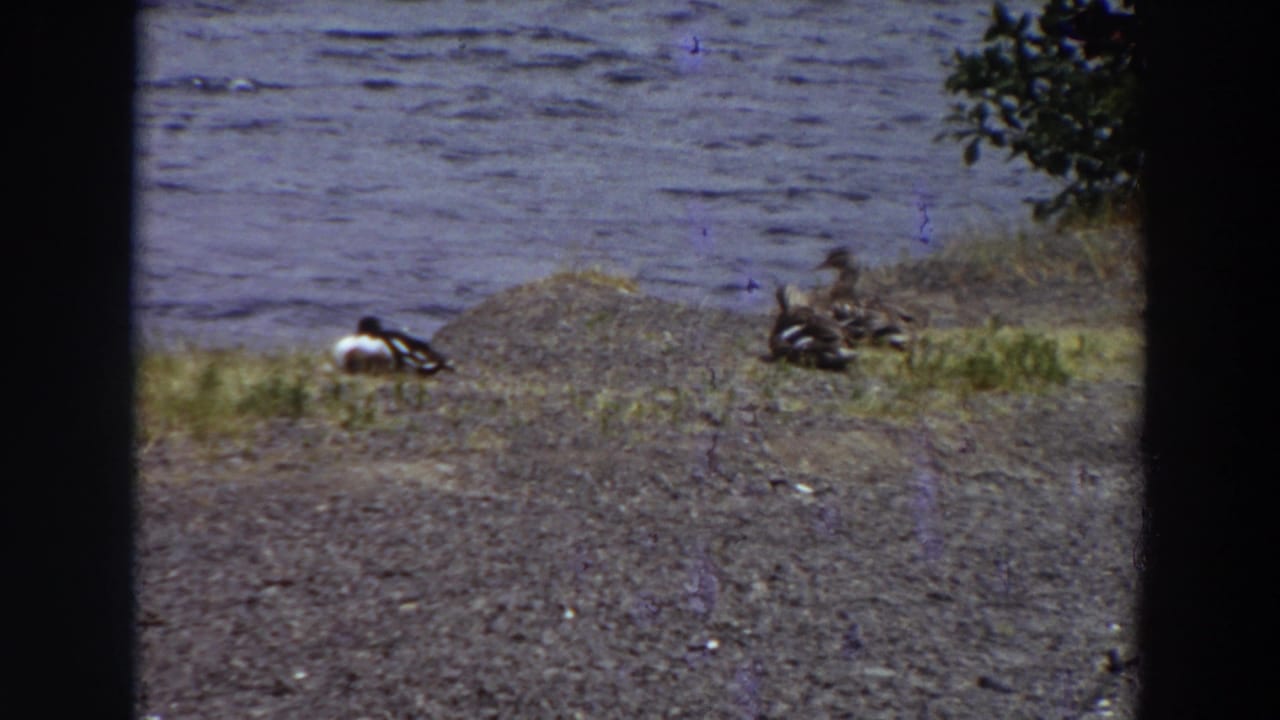 Several ducks sit near grass and gravel at the edge of a lake.