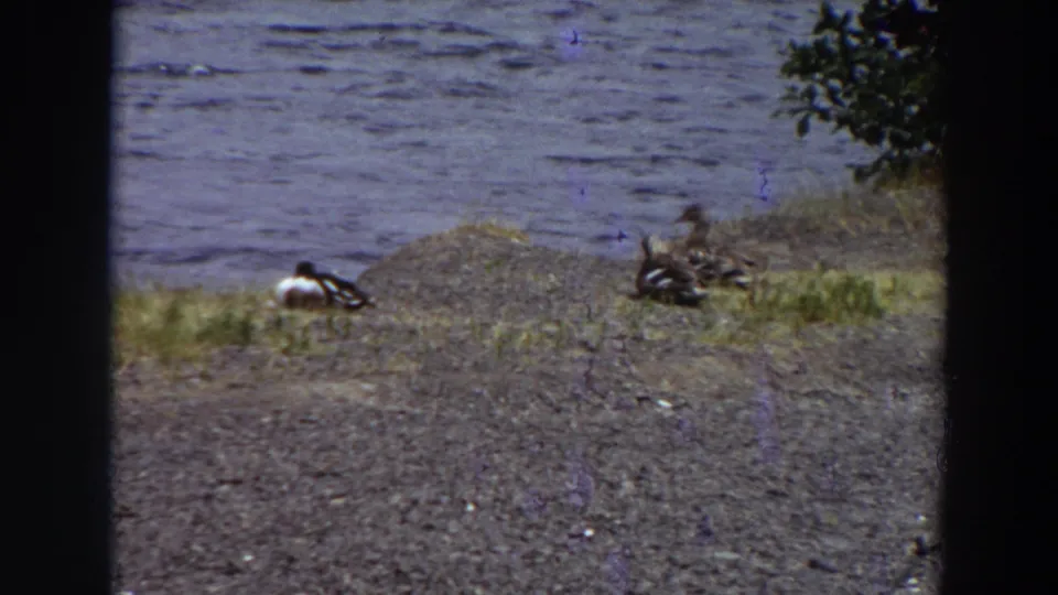 1964 Washington 8mm frame with ducks grouped on a shoreline, rippled water in back, and leafy branches at the upper right.