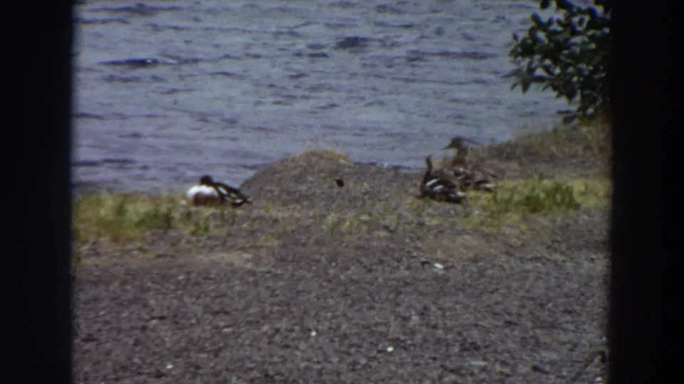 1964 Washington 8mm frame showing ducks on a gravel lake edge, with one bird separated from a small group near the grass.