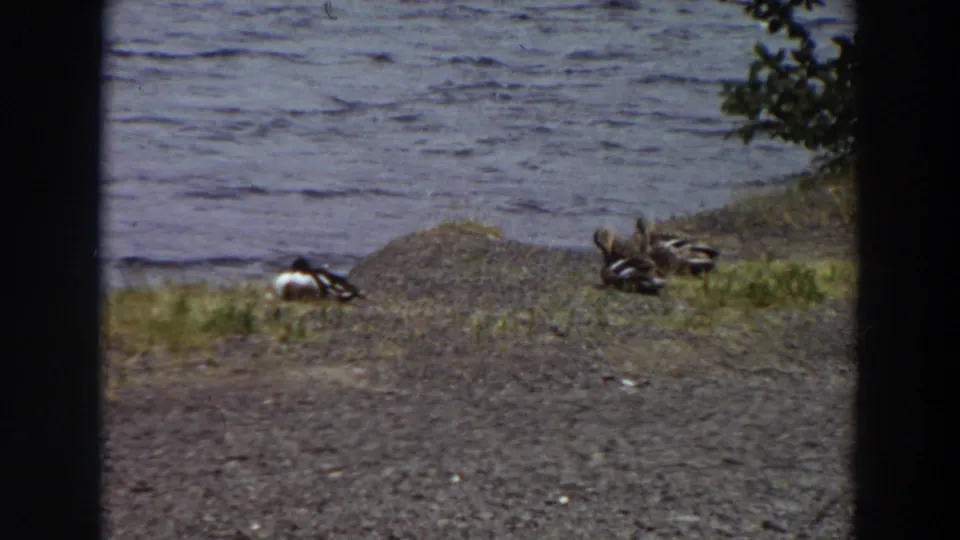 1964 Washington 8mm frame of ducks resting beside a rippled lake, framed by gravel, grass, branches, and dark film borders.