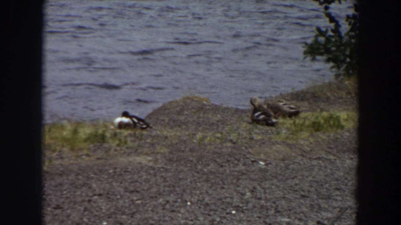 1964 Washington 8mm frame showing two ducks on a gravelly lakeshore with rippled water behind them and dark film borders.