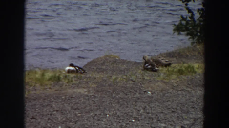 1964 Washington 8mm frame showing two ducks on a gravelly lakeshore with rippled water behind them and dark film borders.