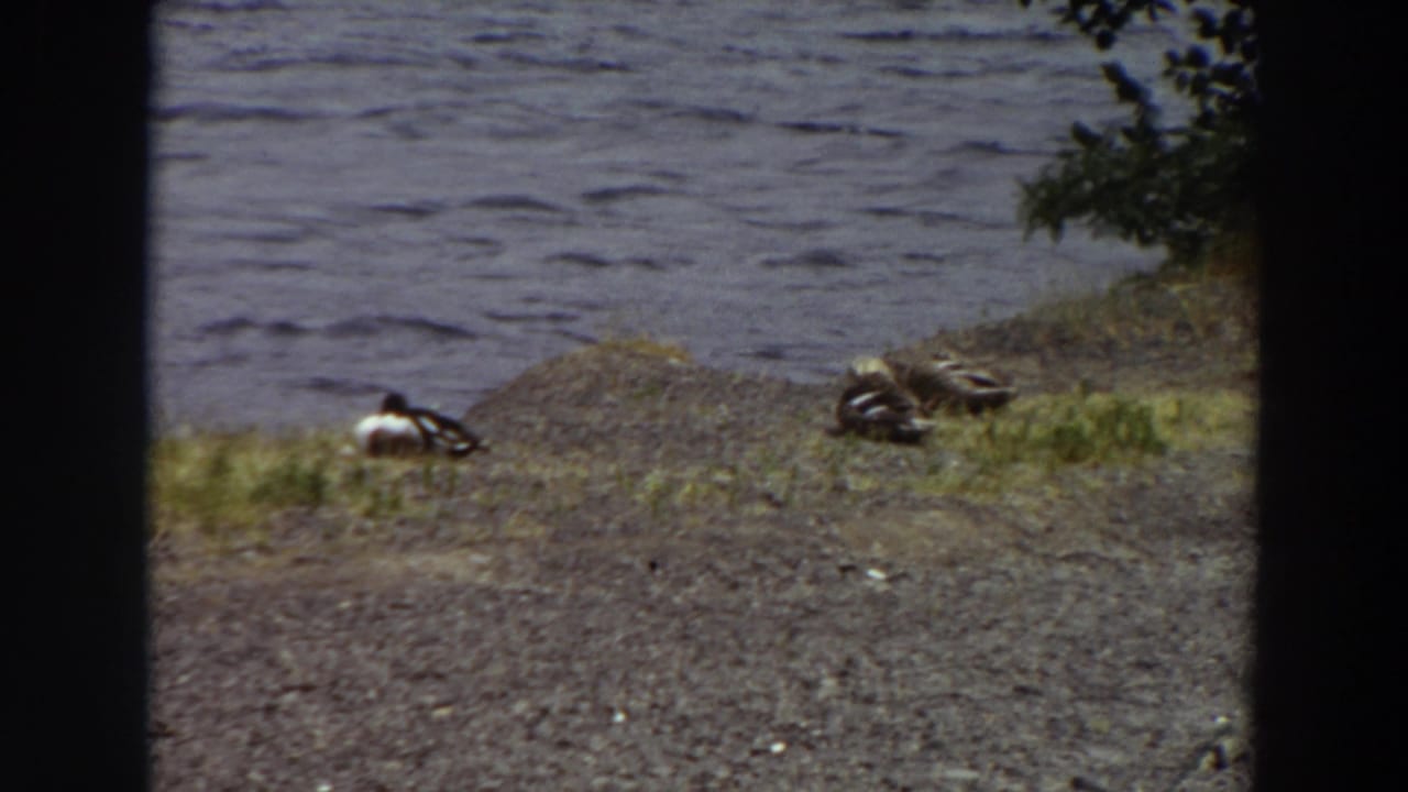 Ducks remain on the shoreline bank with lake water behind them.
