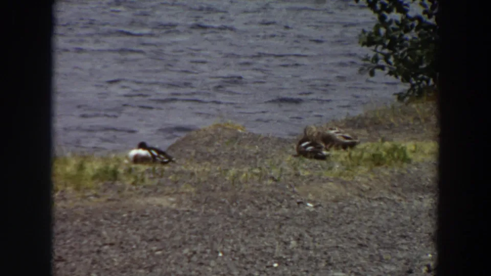 1964 Washington 8mm frame showing two ducks spread apart on a gravel and grass lake bank, with visible grain and dark frame edges.