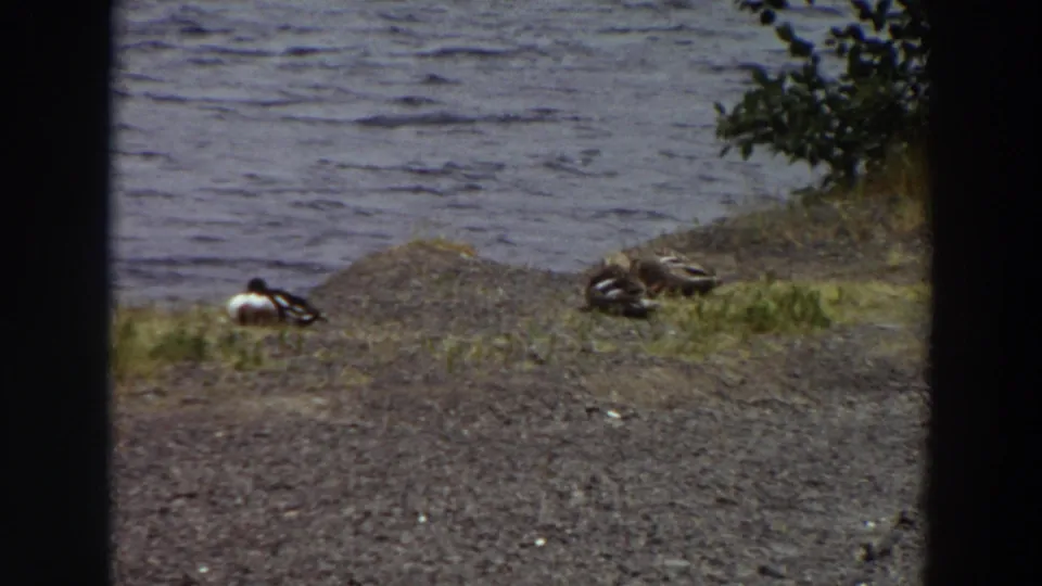 1964 Washington 8mm frame of ducks resting near a lake, with gravel foreground, grass, brush at the edge, and rippled water beyond.