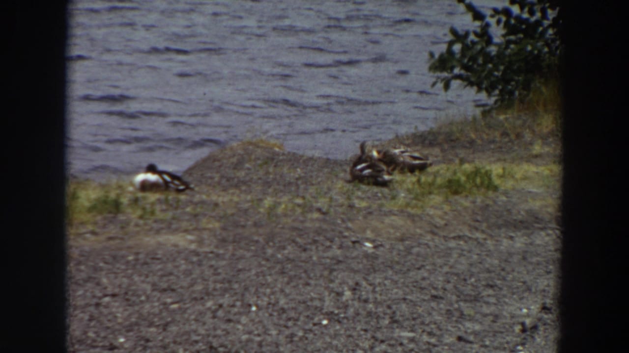 1964 Washington 8mm frame showing ducks on a natural shoreline beside rippling water, with dark foreground edges and a leafy branch nearby.