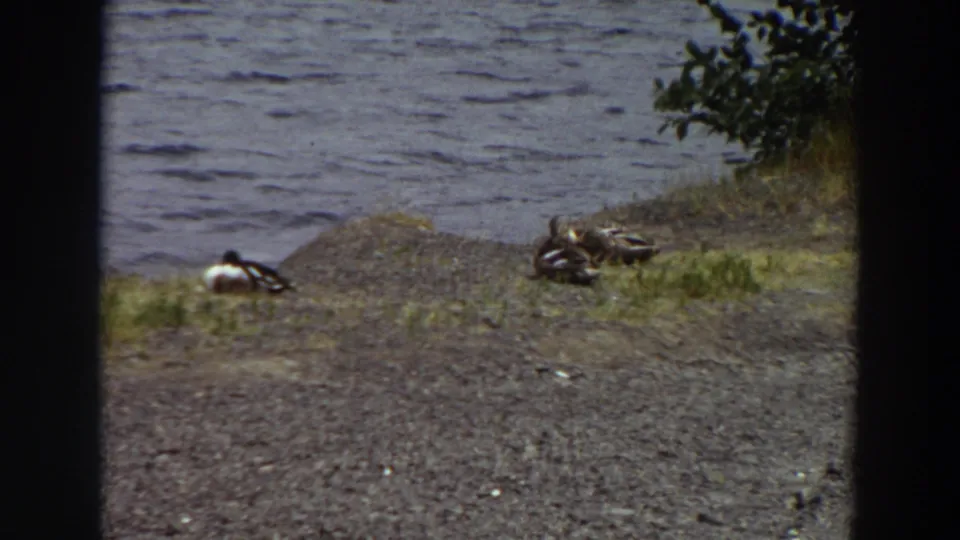 1964 Washington 8mm frame showing ducks on a natural shoreline beside rippling water, with dark foreground edges and a leafy branch nearby.