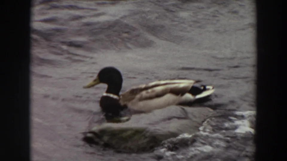 1964 Washington 8mm frame of a mallard duck swimming near a small rock at the edge of rippling lake water.