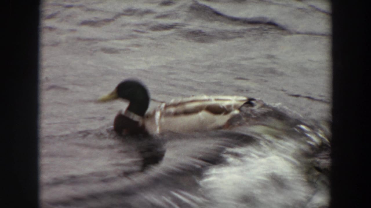 Male mallard swimming left across rippling water with dark film borders.