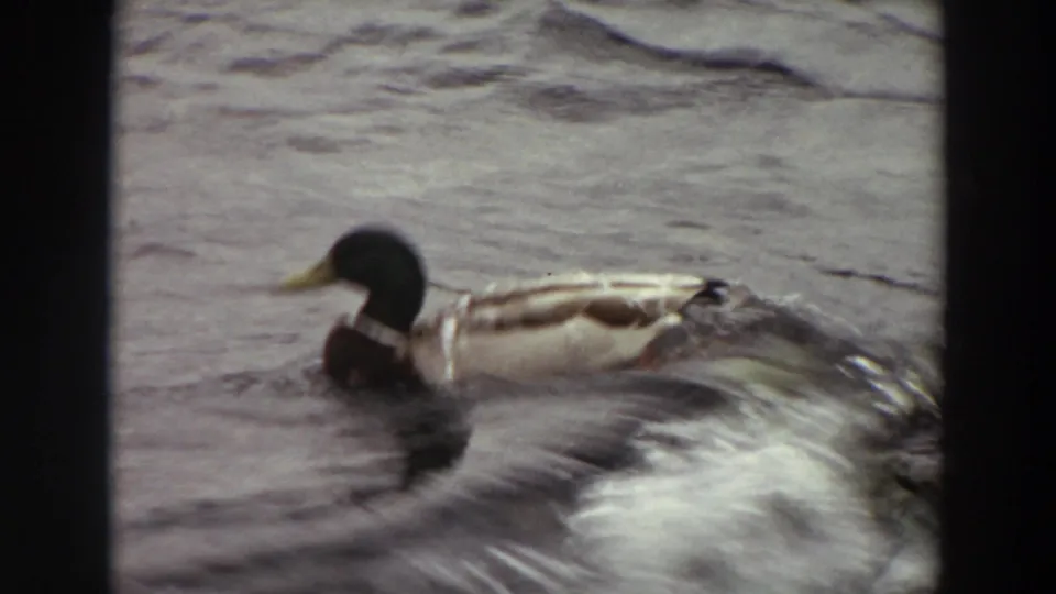1964 Washington 8mm frame showing a male mallard moving left across small waves, with soft focus and dark gate edges.