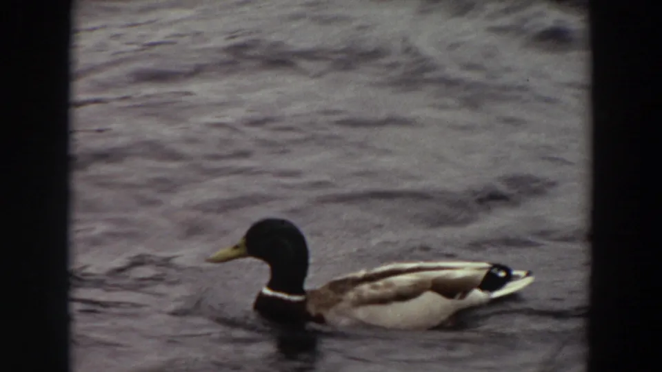 1964 Washington 8mm frame with a male mallard in profile on gray rippling water, bordered by dark film edges.