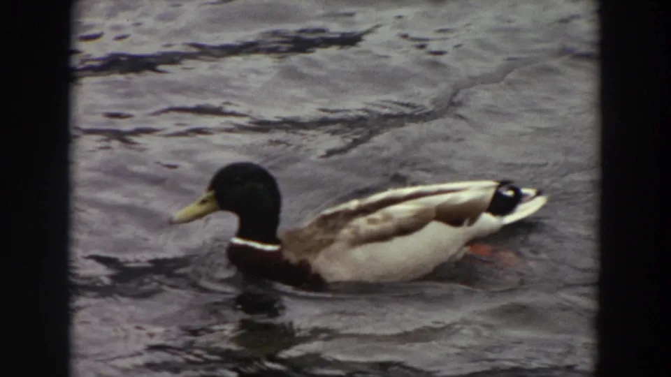 1964 Washington 8mm close view of a male mallard swimming left through dark ripples and small surface waves.