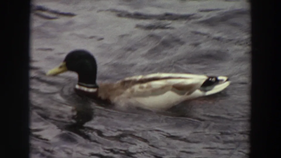 1964 Washington 8mm frame showing a male mallard moving left across rippling water with muted color and soft film texture.
