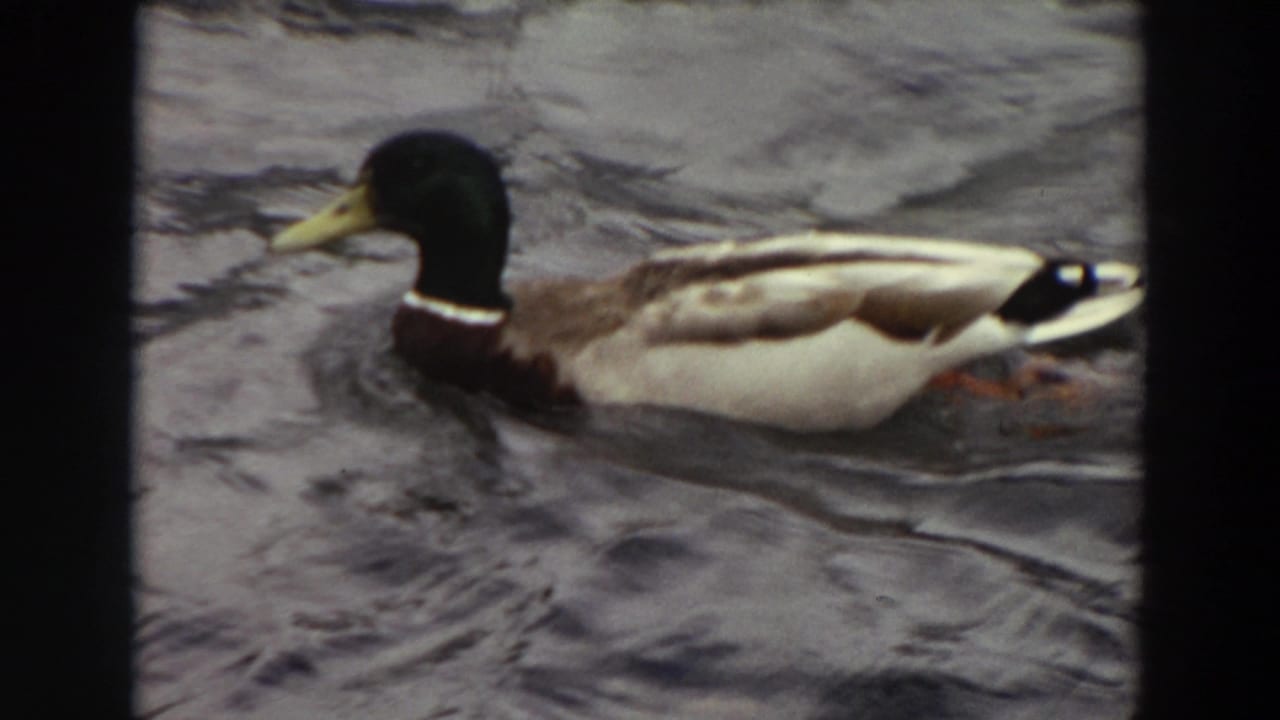 Male mallard with green head and yellow bill swims left through choppy water in 1964 Washington 8mm footage.