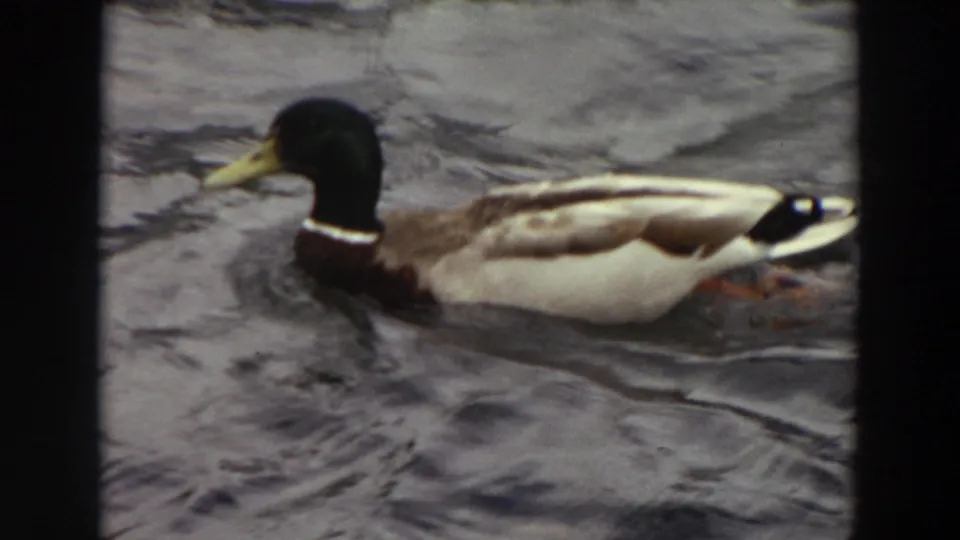 Male mallard with green head and yellow bill swims left through choppy water in 1964 Washington 8mm footage.