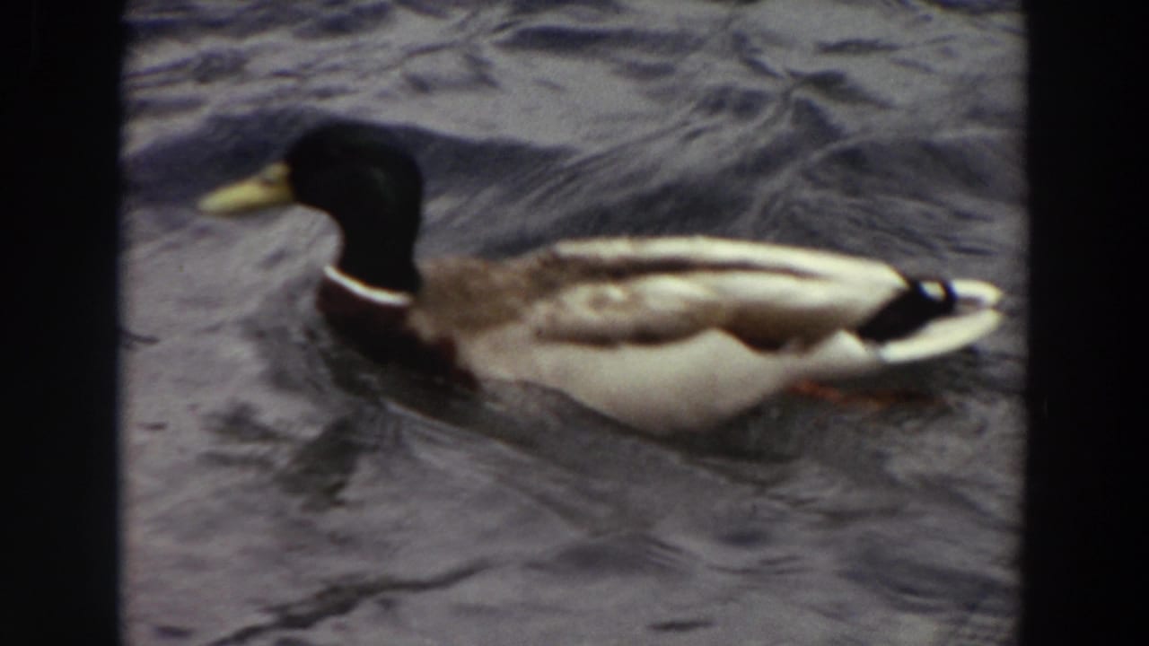 Mallard in profile moving through rippled water.